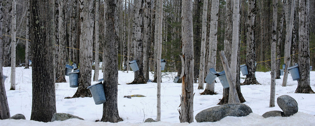 10 Facts About Maple Syrup